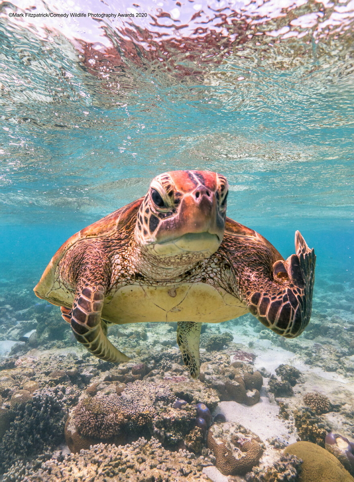 2020「搞笑野生動物攝影賽」幽默出爐！比中指的海龜榮登第一名寶座